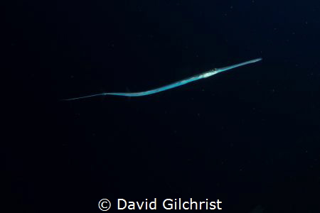 A Coronetfish. Saw a number of these but was able to isol... by David Gilchrist 