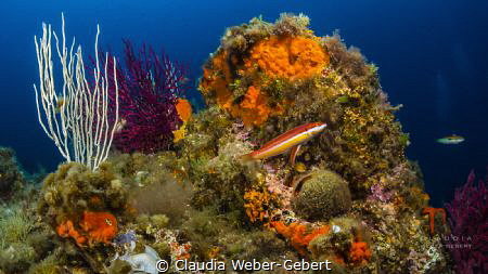 mediterranean underwater landscape by Claudia Weber-Gebert 