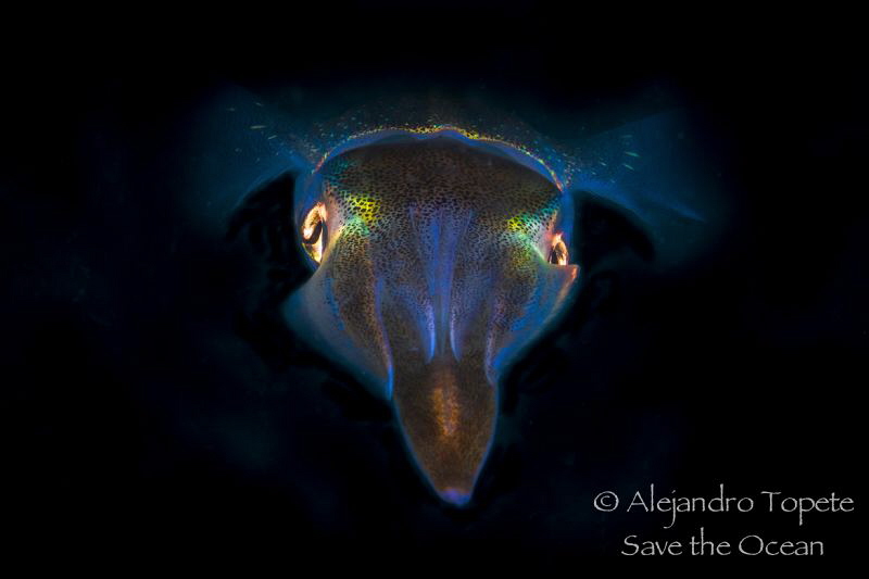Squid in Black, Veracruz México by Alejandro Topete 