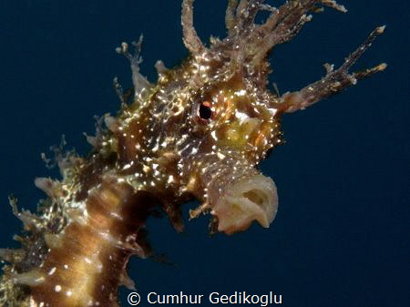 Hippocampus guttulatus
SELF CONFIDENCE by Cumhur Gedikoglu 