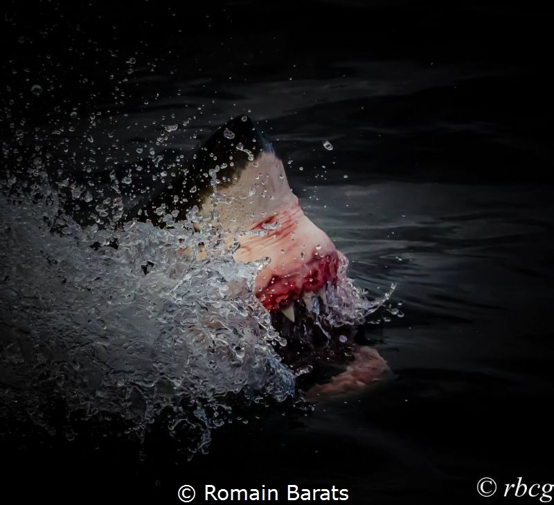 jaws
 by Romain Barats 