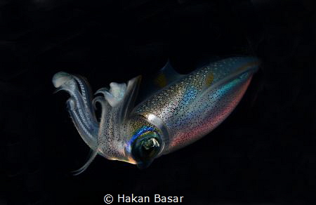 This image has been taken at night dive in Antalya. by Hakan Basar 
