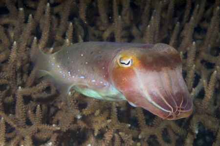 The squid: Lankayan . Nikon D100 , 105 macro, Two manual ... by Marchione Giacomo 