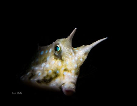 LONG HORN ( Lacturia Kurnata ) by Ton Ghela 