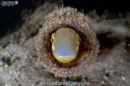 Blenny portrait with bugeye by Gaetano Gargiulo 