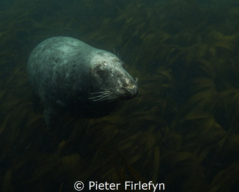 seal by Pieter Firlefyn 
