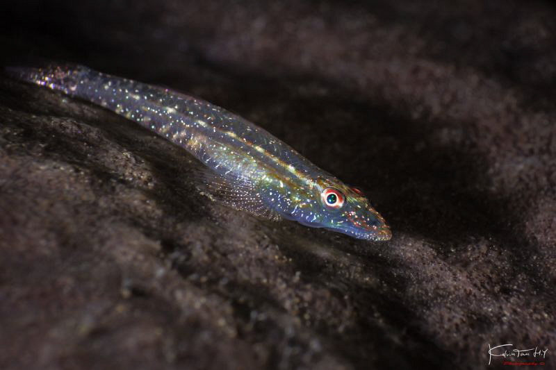Flathead goby by Kelvin H.y. Tan 