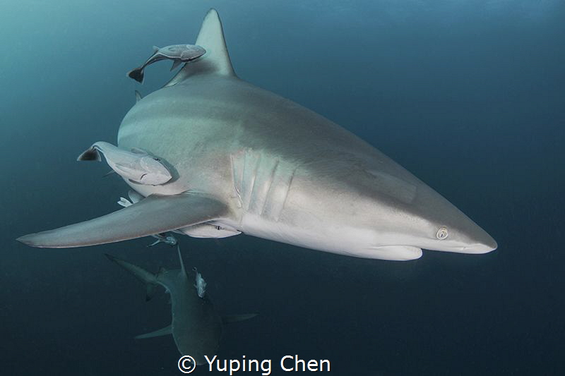 Oceanic Blacktip Shark/Aliwal Shoals,Durban, South Africa... by Yuping Chen 