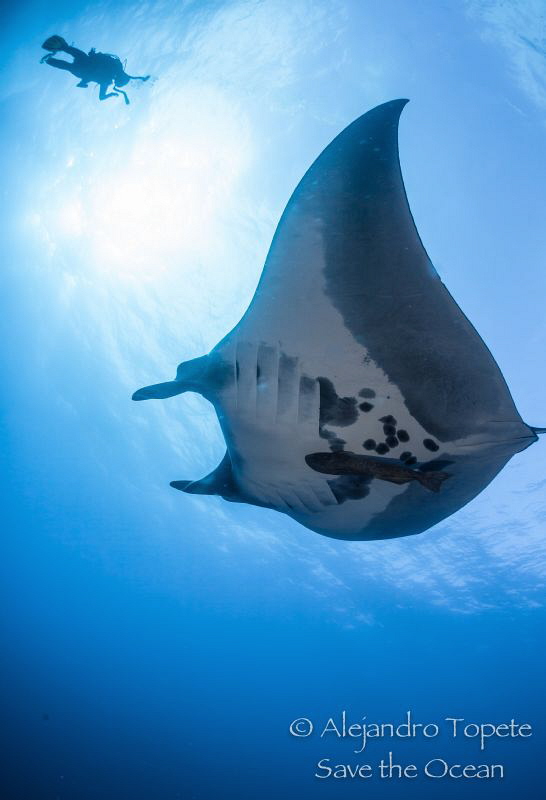Mantaray with Diver and Sun, Roca Partida México by Alejandro Topete 