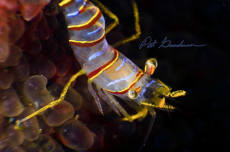 Head Shot,  Lebbeus grandimanus by Pat Gunderson 