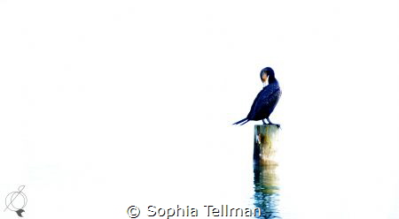Lifeline by Sophia Tellman 