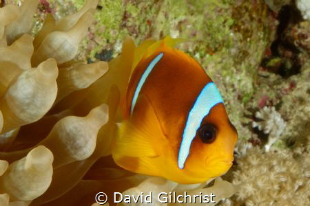 A Red Sea Anemonefish ( Amphiprion bicinctus) poses in it... by David Gilchrist 