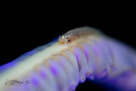 S I L K Y
Goby on Sea pen by Lilian Koh 
