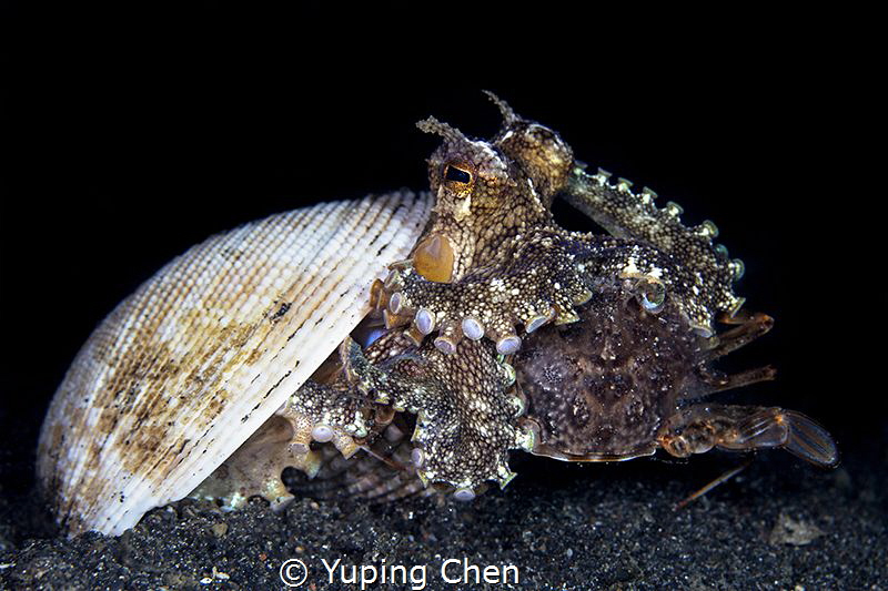 The Big Dinner//Lembeh strait, Indonesia, Canon 5D MarkII... by Yuping Chen 