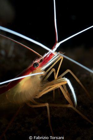 A very confident shrimp by Fabrizio Torsani 