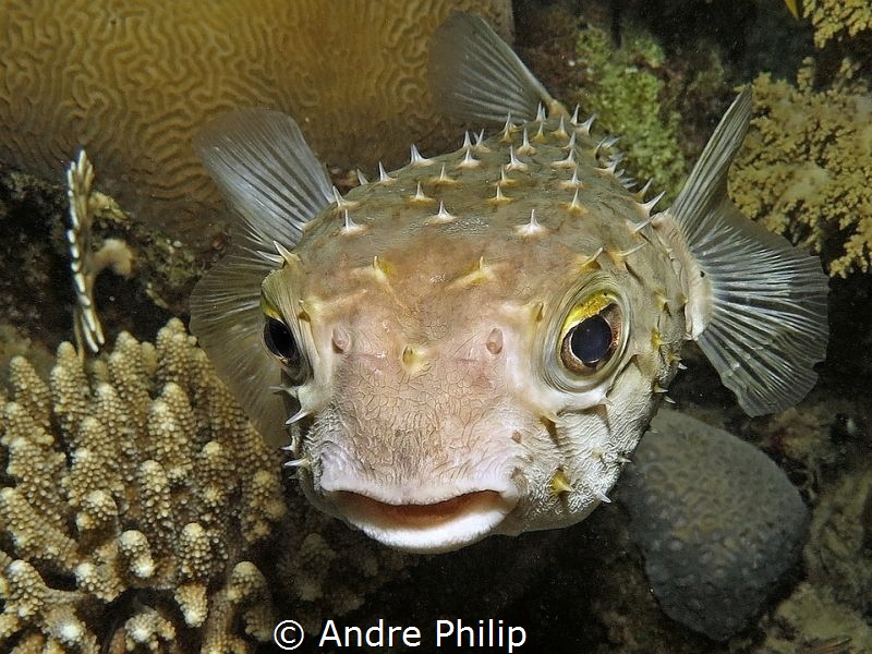 "These eyes ... - it must be a female!" ;-) - A yellowspo... by Andre Philip 