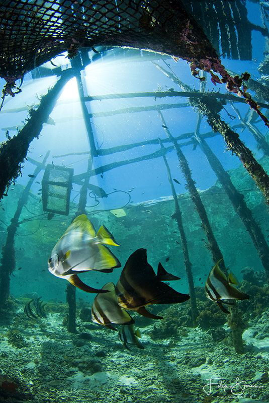 Batfish under Arborek jetty, Raja Ampat. by Filip Staes 