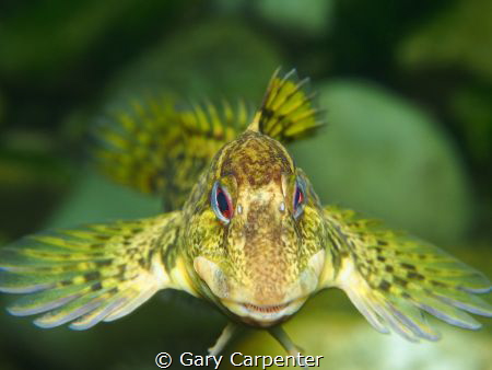This was one very angry Shanny, picture taken in Kenmare ... by Gary Carpenter 