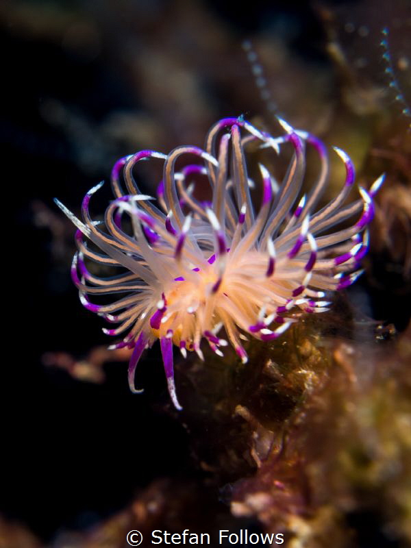 Slug Life

Nudibranch - Unidentia angelvaldesi

Samra... by Stefan Follows 