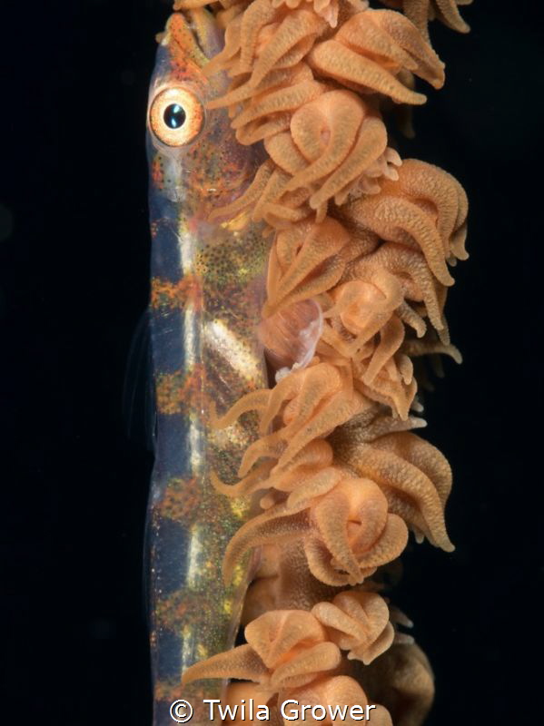 Hello fishie by Twila Grower 