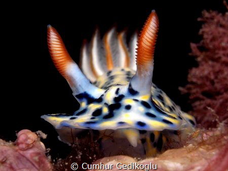 Hypselodoris infucata
Gills in between Rhinophores by Cumhur Gedikoglu 