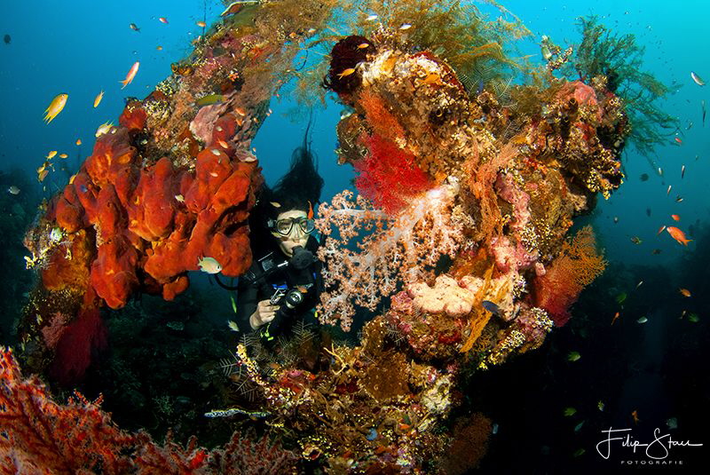 A diver explores the remains of the USS Liberty, Tulamben... by Filip Staes 