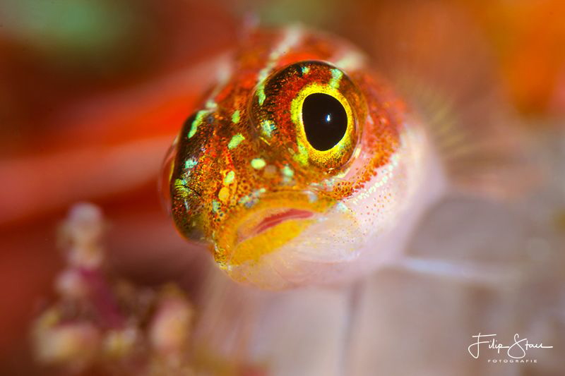 "I've got my eye on you", striped triplefin(Helcogramma s... by Filip Staes 