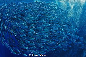 jackfishes by Eser Paşa 