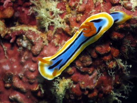 Taken at Mantabuan Island, East Malaysia by Dennis Siau 