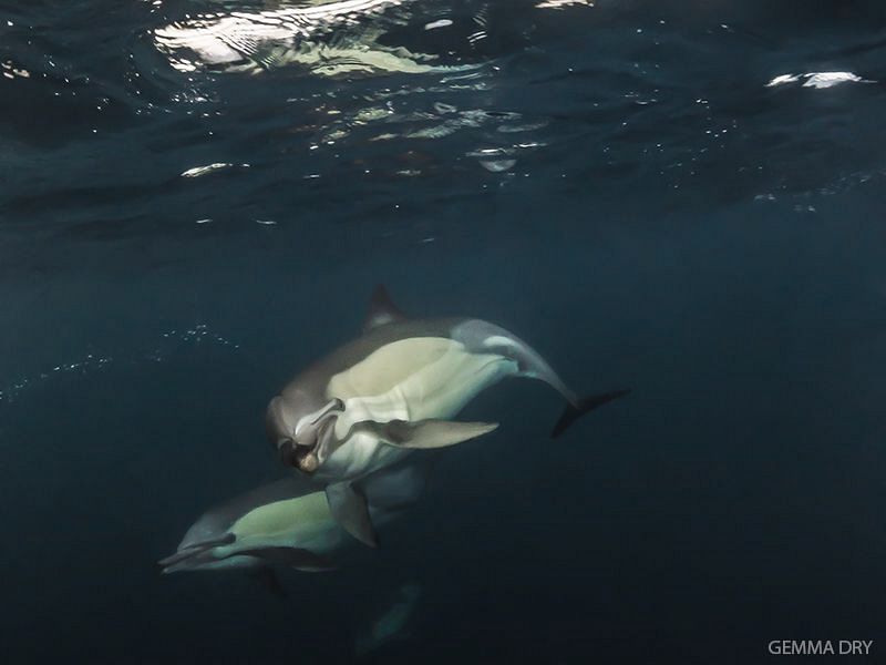 Common dolphins checking me out on the Sardine Run. The s... by Gemma Dry 
