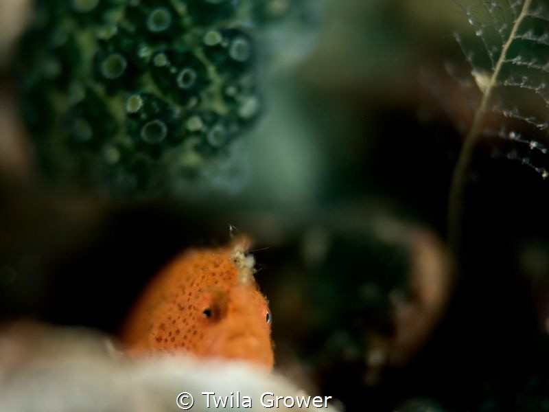 Lembeh peek-a-boo by Twila Grower 