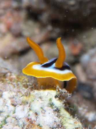 Chromodoris quadricolor looking over the "edge" taken at ... by Nikki Van Veelen 