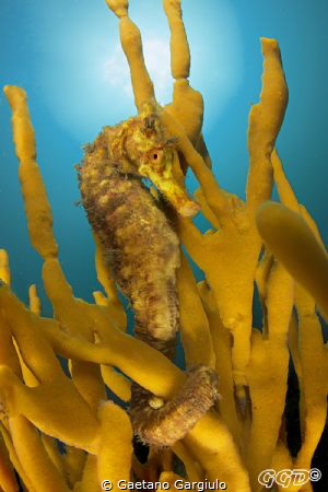 The queen of Bare Island is sitting in her golden throne by Gaetano Gargiulo 