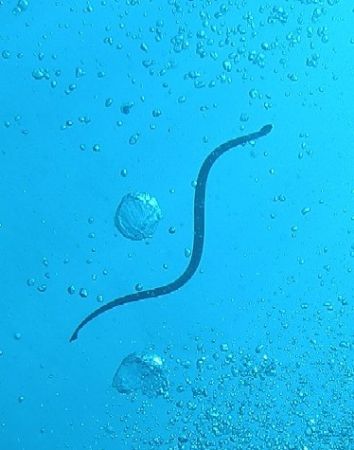 A snake eel and bubbles by Gordana Zdjelar 
