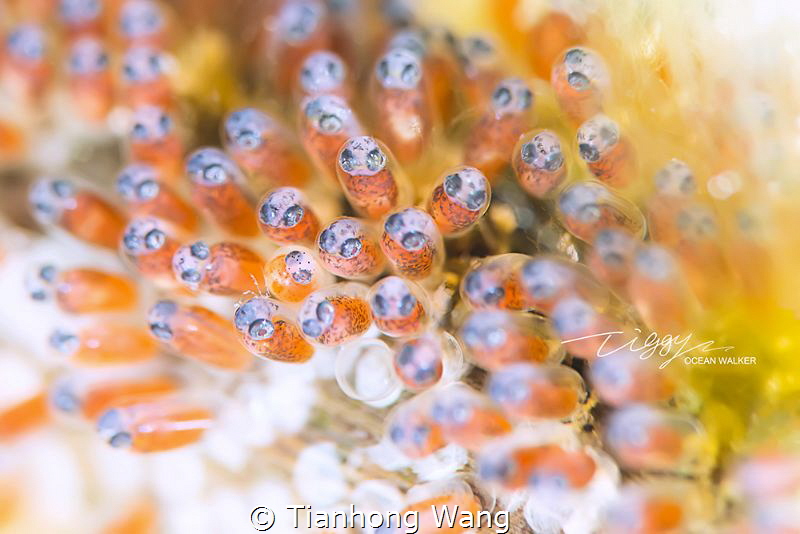 NEW BORN 
 by Tianhong Wang 