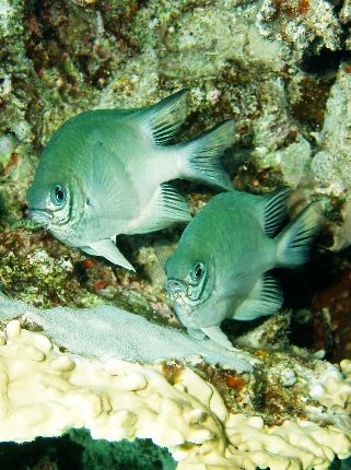 Whitebelly dameselfish - I used an olympus c60. Picture w... by Anel Van Veelen 