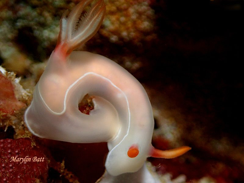 Hypelodoris bullocki
 by Marylin Batt 