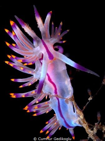 Flabellina rubrolineata
Red-lined flabellina by Cumhur Gedikoglu 