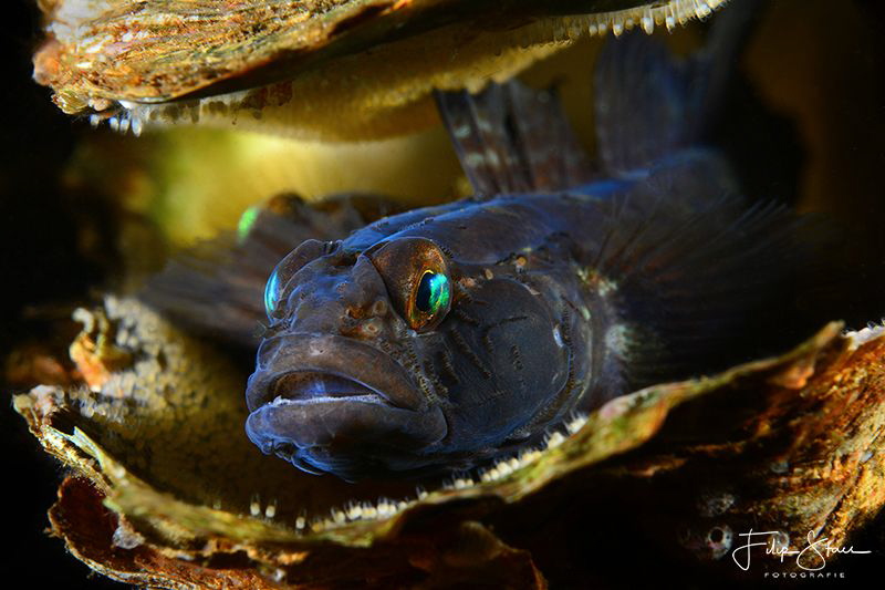 black goby with eggs(Gobius niger), Zeeland, The Netherla... by Filip Staes 
