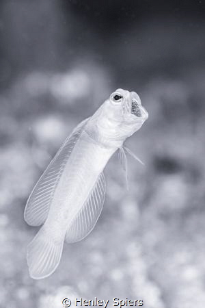 Daddy Jawfish by Henley Spiers 