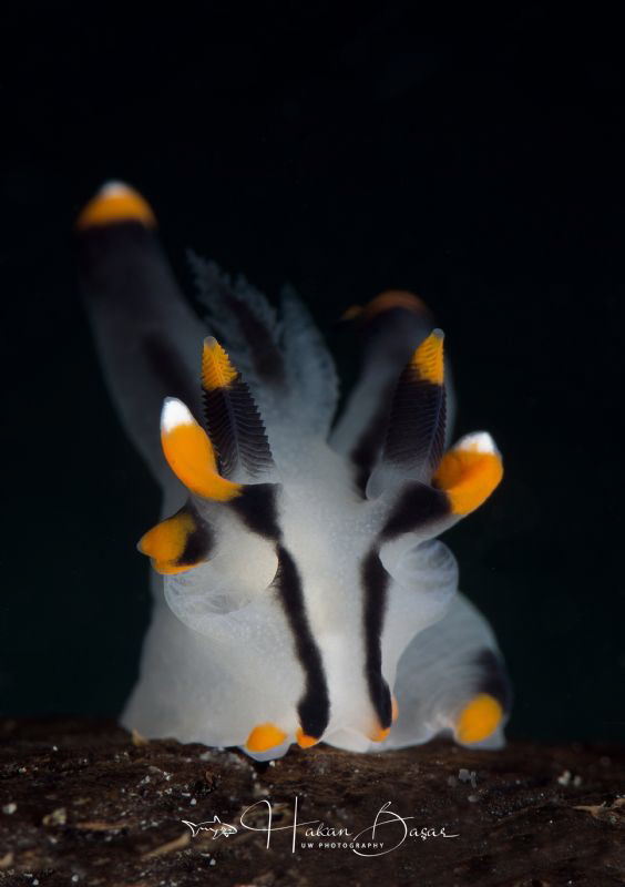 Thecacera picta by Hakan Basar 
