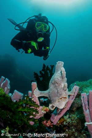 Giant Frogfish on display. by Marc Damant 