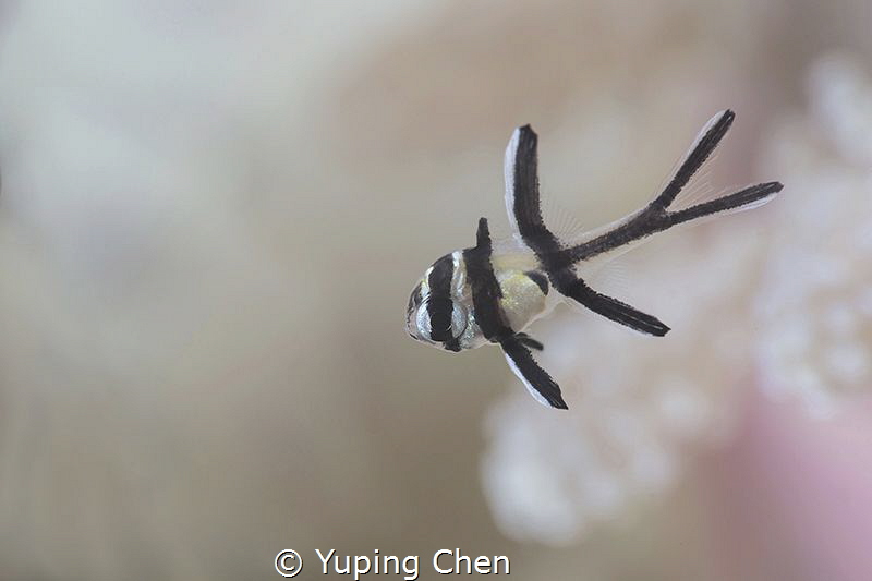 Banggai Cardinalfish(Juvenile)/Lembeh strait,Indonesia, C... by Yuping Chen 