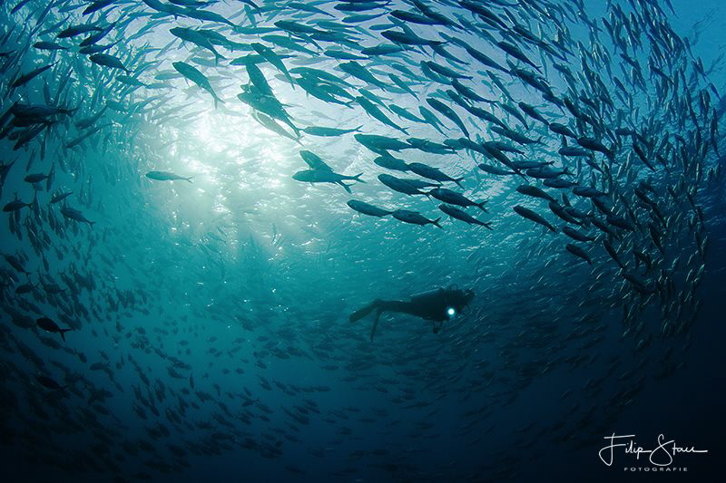A diver between a school of Bigeye trevallies (Caranx sex... by Filip Staes 
