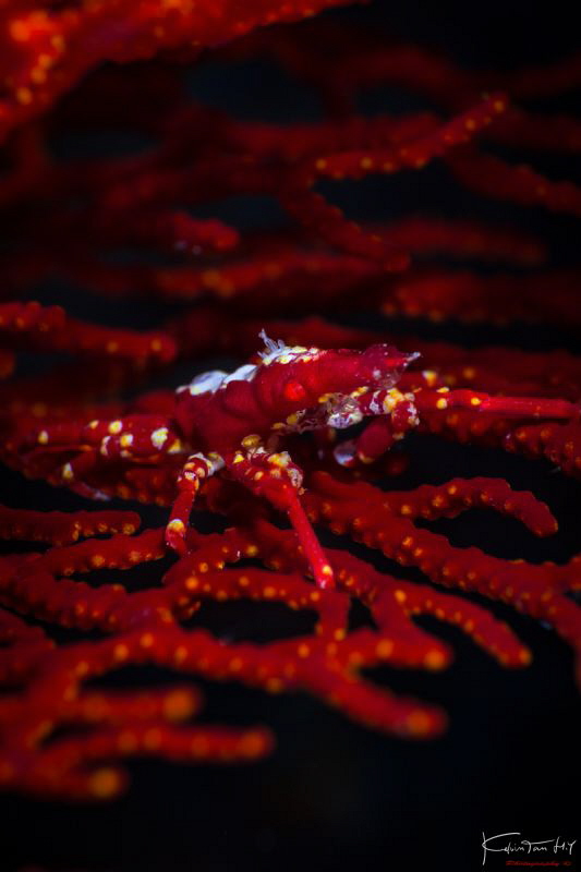 Xenocarcinus conicus by Kelvin H.y. Tan 