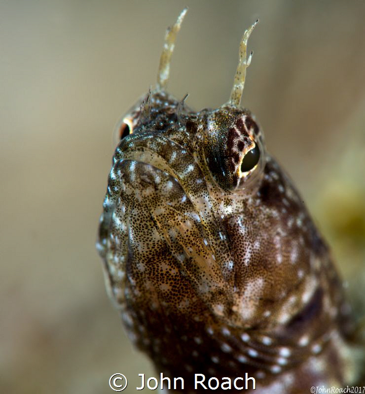 Yes I am....
Male Sailfin Blenny 
Blue Heron Bridge by John Roach 