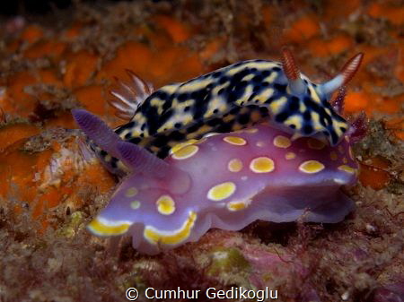 Hypselodoris infucata & Felimida luteorosea by Cumhur Gedikoglu 