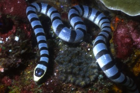 Secret Snake. Get it? by David Spiel 