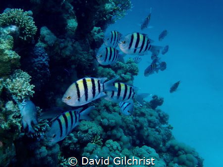 A school of Sergeant Majors rushes towards me as I was ph... by David Gilchrist 