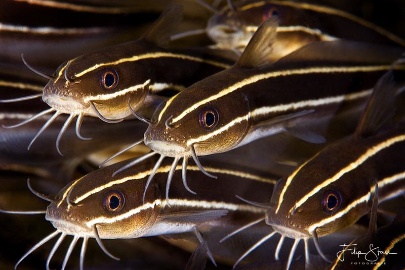 striped eel catfish, Seraya, Bali. by Filip Staes 
